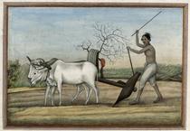 Man ploughing with oxen