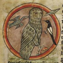 Owl mobbed by smaller birds