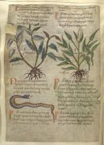 Page from a herbal