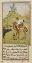 The camel rider