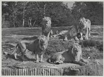 Lions at the Bronx Zoo