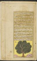 Tamarind tree