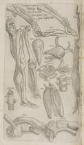 Leg and parts of the body