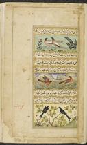 Redstarts