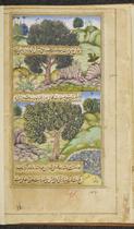 Qamrak tree