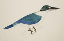 White-Collared Kingfisher
