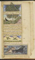 Koel birds