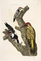 The Wood Pecker