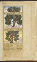 Love-fruit tree