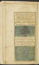 Corinda tree