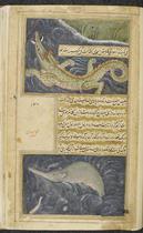 Crocodile and water hog