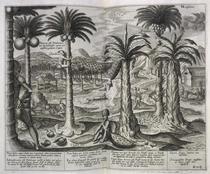 Natives collecting coconuts