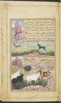Gini cow and bull