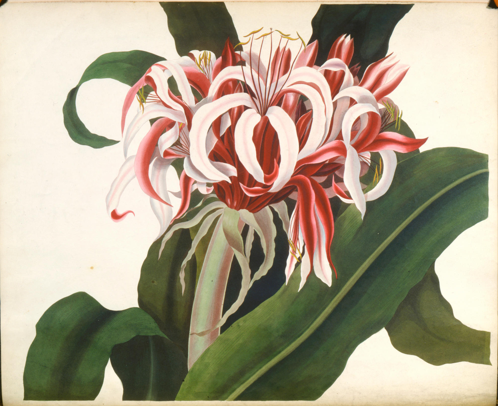 Crinum augustum, from "A selection of Hexandrian plants...", London, 1831-34, Plate 4.