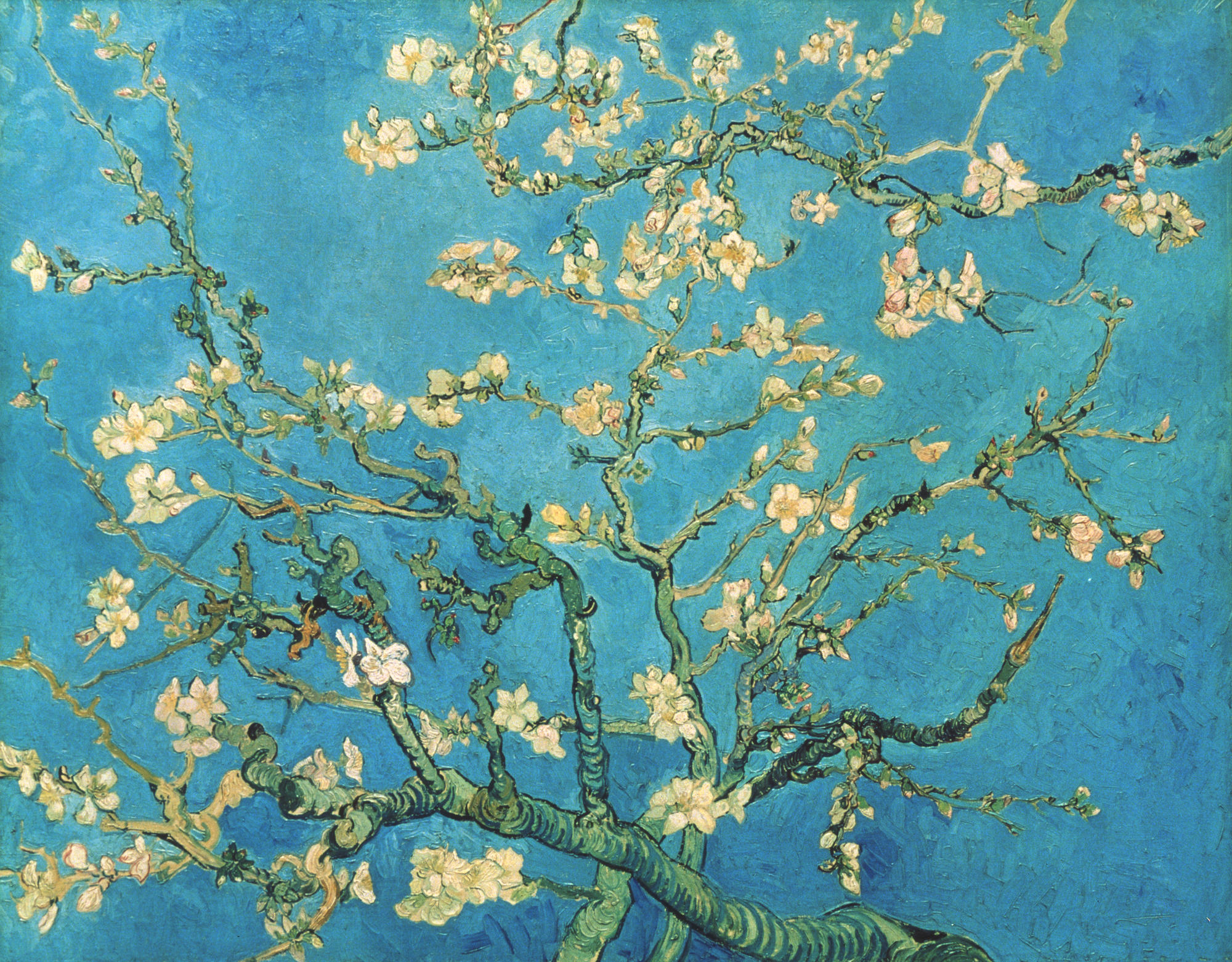 Branch of an Almond Tree in Blossom. 1890. oil on canvas, 73.3 cm x 92.4 cm.