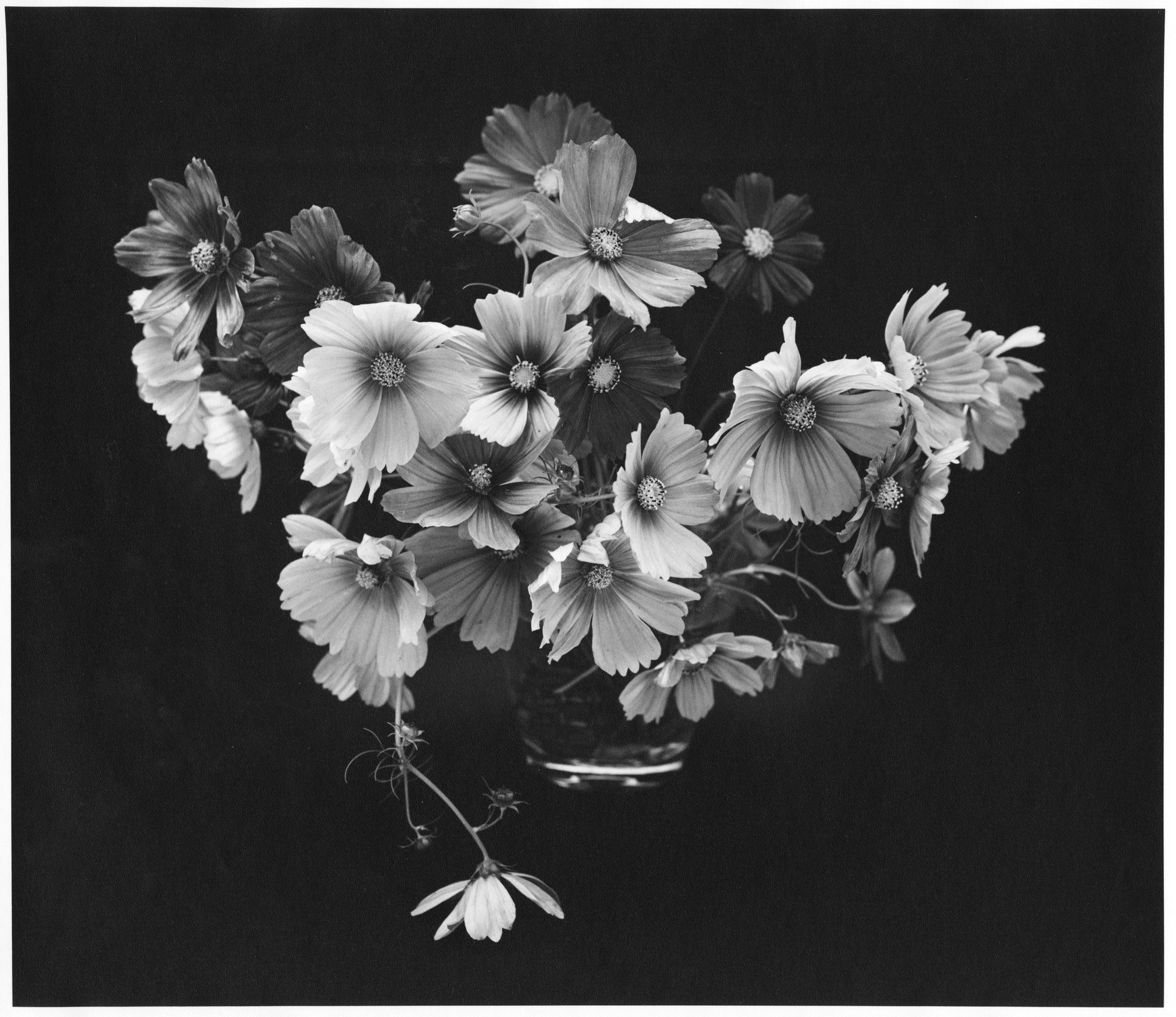 Pink Cosmos. Photograph.