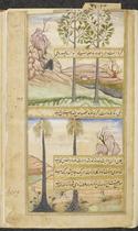 Date palms