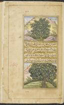 Lime tree