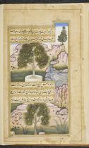 Sadafal tree